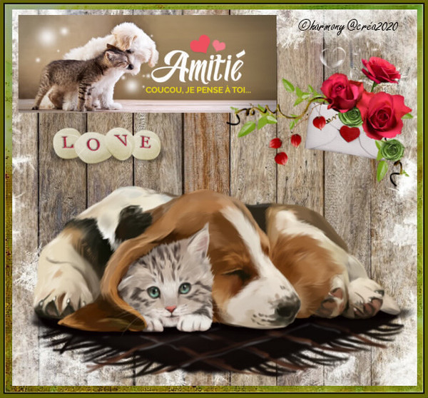 Coups de coeur de Napo