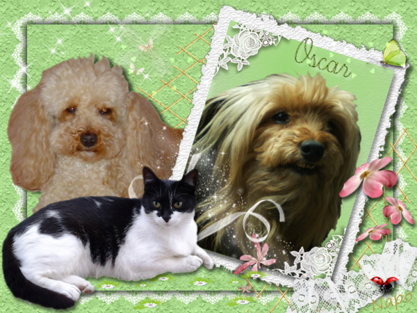 Oscar et ses beautées